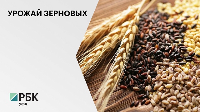 Урожайность озимых зерновых культур в РБ достигла 35 центнеров с гектара