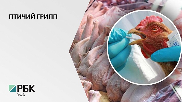 На границе с Башкортостаном зафиксировали вспышку птичьего гриппа