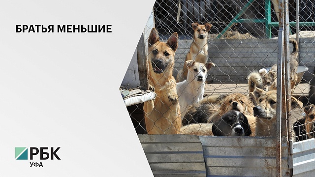 В Башкортостане пересмотрят лимиты на отлов бездомных кошек и собак