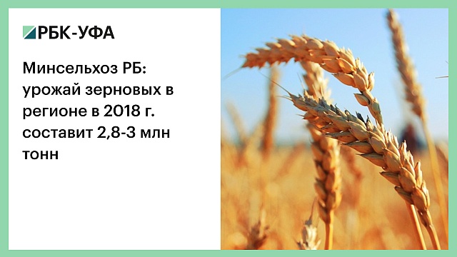 Минсельхоз РБ: урожай зерновых в регионе в 2018 г. составит 2,8-3 млн тонн