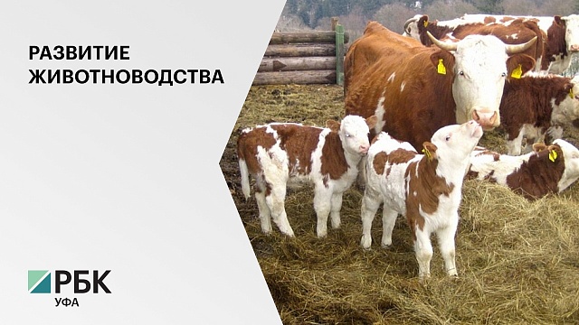 В Башкортостане растет доля хозяйств по выращиванию скота и птицы