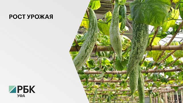 В Башкортостане производство тепличных овощей увеличилось почти на 20%