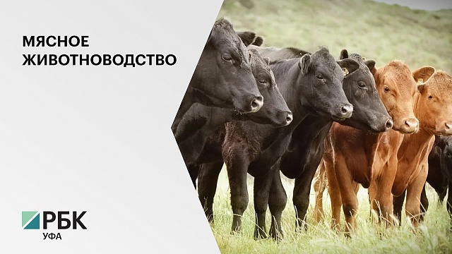 В РБ за 2019 г. произвели 113 тыс. тонн говядины в живом весе
