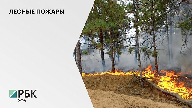 В Хайбуллинском районе горит более 3 га леса