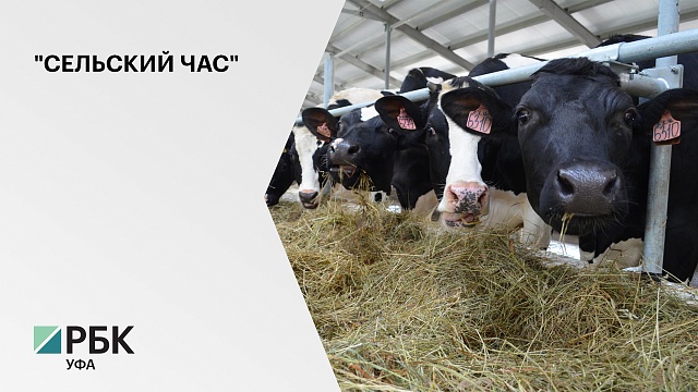 Поголовье скота в Башкортостане может быть увеличено в полтора-два раза до трех миллионов голов