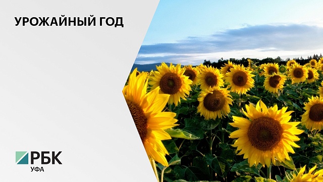 В Башкортостане по итогам уборочной кампании соберут более 350 тыс. тонн подсолнечника