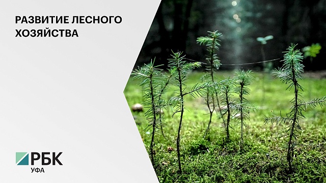 Башкортостан в 2021 г. получил более ₽1,032 млрд на развитие лесного хозяйства