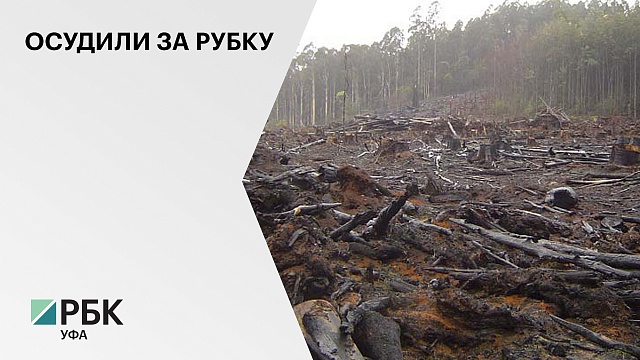 В РБ вынесли приговор экс-главе "Баймакского лесхоза" за незаконную вырубку леса