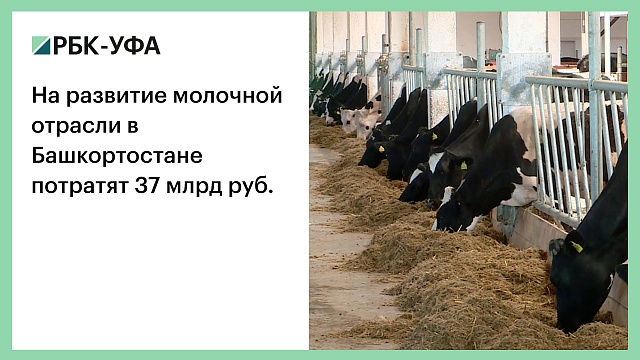 На развитие молочной отрасли в Башкортостане потратят 37 млрд руб.