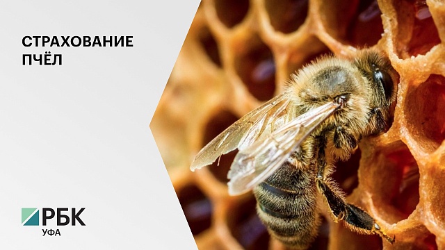 К. Биждов: Страхование пчёл в РБ возможно только на коммерческой основе