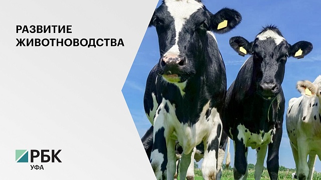 В Башкортостане построят фидлоты на 2600 голов скота