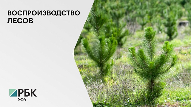 На восстановление леса и закупку лесопожарной техники в РБ в 2022 г. выделили ₽127,8 млн