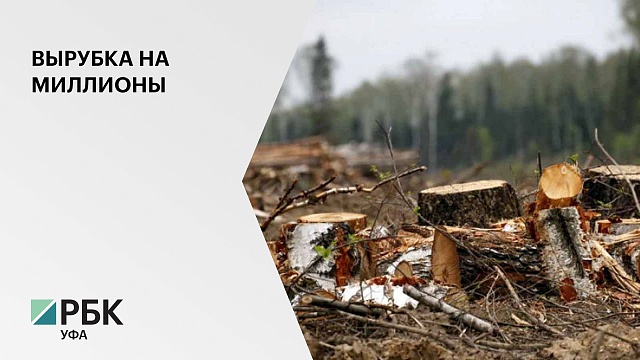 В РБ экс-директора лесхоза подозревают в незаконной вырубке деревьев и растрате имущества