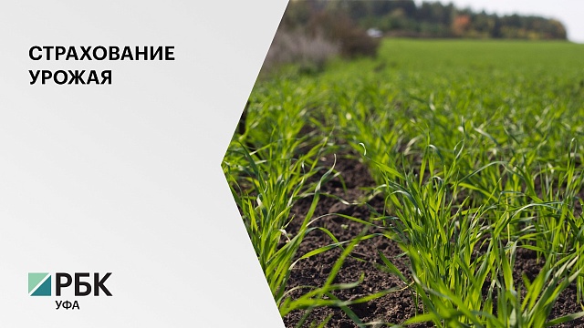 Град и шквалистый ветер в Буздякском районе нанес ущерб сельхозпосевам на 20 млн руб.