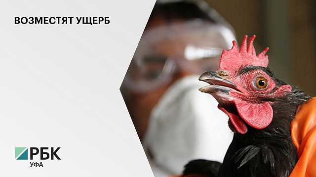 В РБ ущерб фермерам, предприятиям и ЛПХ от птичьего гриппа и узелкового дерматита составил ₽120 млн