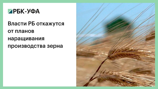 Власти РБ откажутся от планов наращивания производства зерна