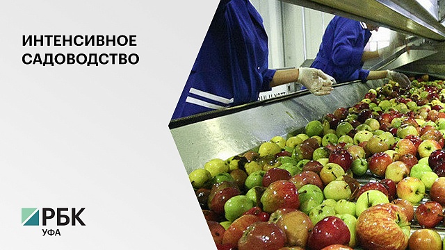 В Башкортостане нарастят производство соков и поддержат фермеров, выращивающих ягоды и яблоки