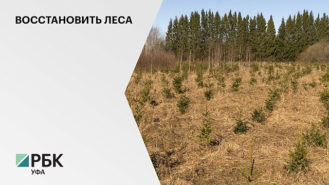 Стоимость строительства на территории РБ комплекса по выращиванию саженцев деревьев оценили в руб.1,5 млрд