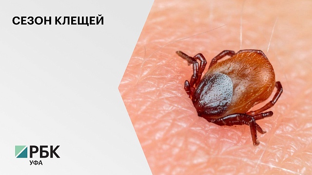 В Башкортостане в 2022 г. от укусов клещей пострадали 6 тыс. человек
