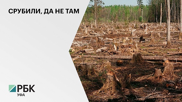 С компании "Селена" взыскали более ₽1,7 млн ущерба, причиненного лесу