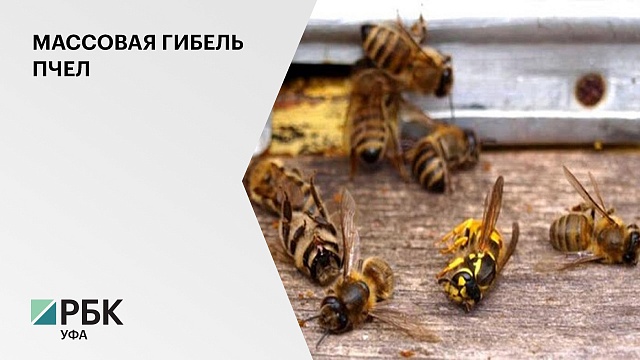Число муниципалитетов РБ в которых массово гибнут пчелы увеличилось до пяти