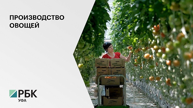 Башкортостан занял 6 место в рейтинге российских производителей овощей закрытого грунта