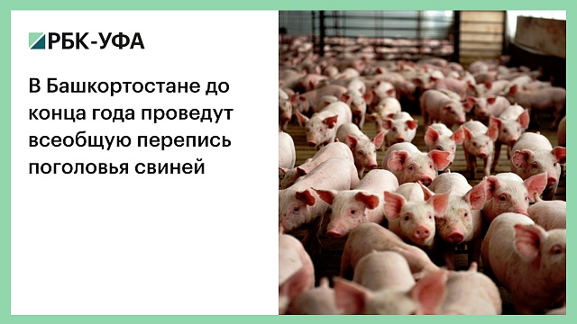 В Башкортостане до конца года проведут всеобщую перепись поголовья свиней
