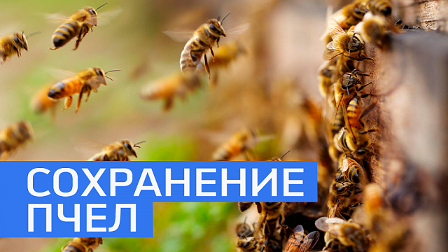 Изменения в закон о пчеловодстве РБ одобрены в первом чтении 