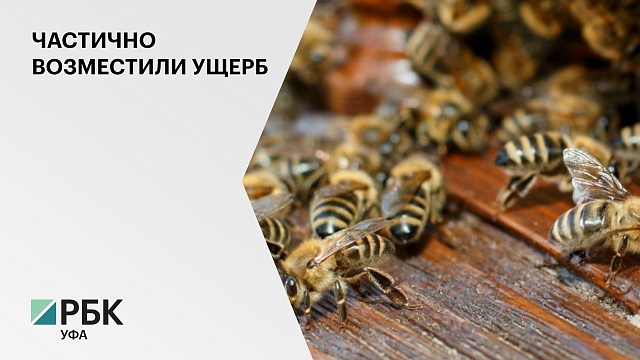 Между пасечниками РБ распределят ₽16,9 млн в качестве компенсации за массовую гибель пчел