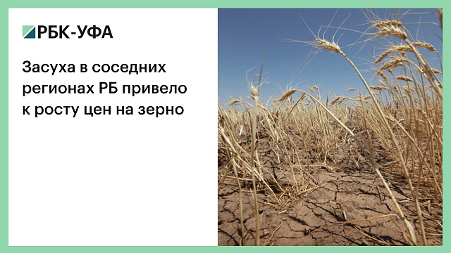 Засуха в соседних регионах РБ привело к росту цен на зерно