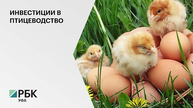 Более 270 млн руб. вложит инвестор в развитие птицефабрики в Кигинском районе РБ