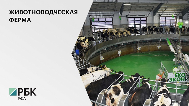 В Башкортостане "Племзавод "Ленина" модернизирует животноводческую ферму на 1000 коров за ₽228 млн