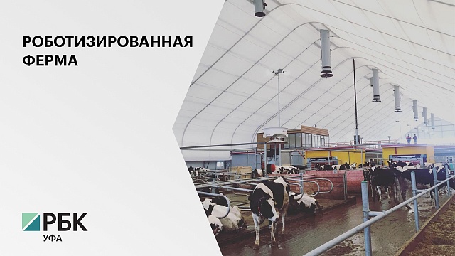 В СПК "Красная Башкирия" роботы производят доение 800 коров до 5 раз в сутки