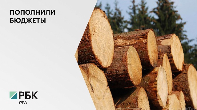 РБ перечислила в 2021 году в федеральный бюджет ₽900 млн от аренды лесных участков и продажи древесины