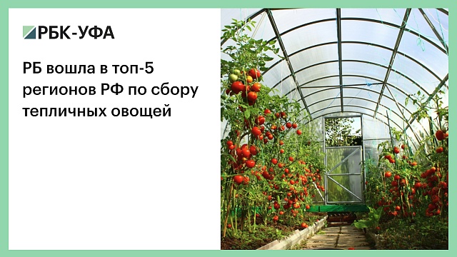 Башкортостан вошел в топ-5 регионов РФ по сбору тепличных овощей