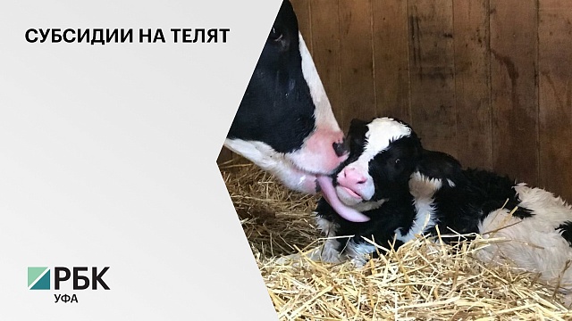 Аграриям Башкортостана на приобретение племенного скота возместили ₽285 млн