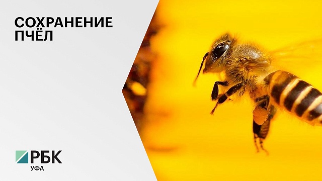 В РБ с начала 2023 года пчеловодам возместят 50% от стоимости приобретённых пчелосемей