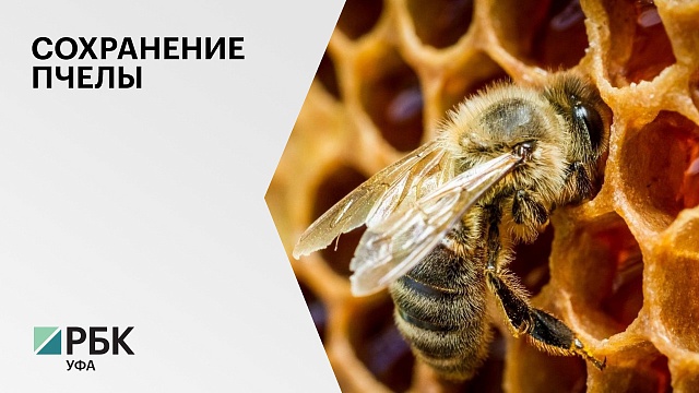 В РБ планируется создание Всероссийского генофондного банка среднерусской породы пчелы