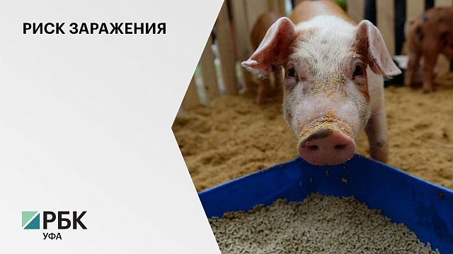 В РБ завезли комбикорма из Челябинской области, где выявлены очаги африканской чумы свиней