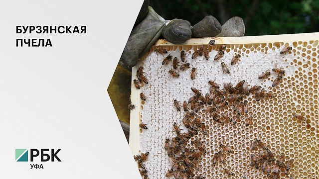 К 2024 году в РБ планируется вывести 2000 семей чистопородной бурзянской пчелы