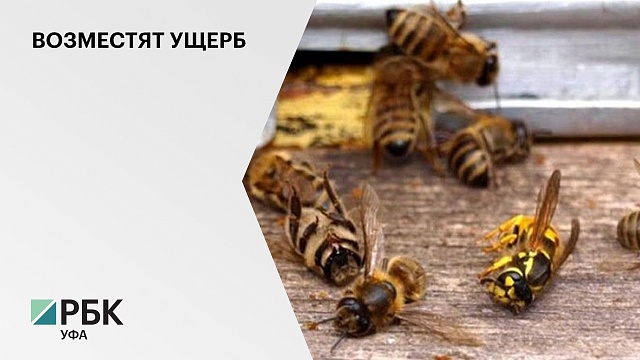 Правительство РБ утвердило порядок предоставления субсидий на компенсацию ущерба от гибели пчел