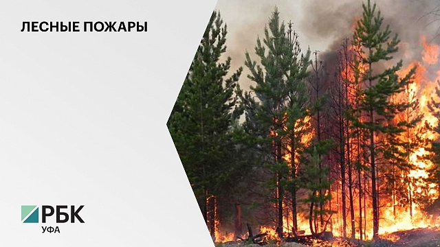 В Башкортостане за прошедшие сутки выявили 6 новых очагов лесных пожаров на площади 65 га