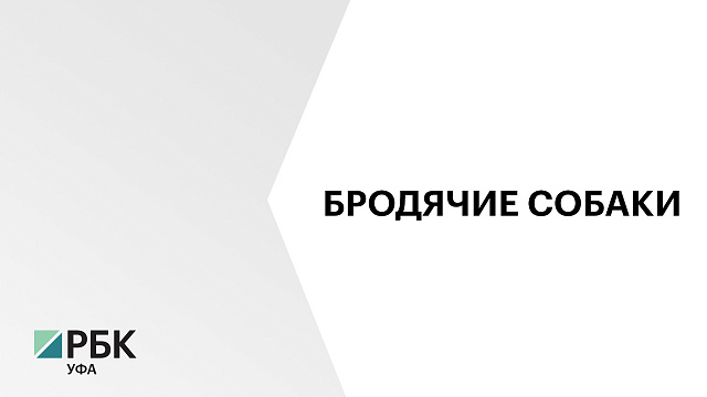 Более 2 тыс. жалоб на бродячих собак поступило в Уфе за 2025 г. 