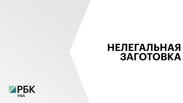 В Башкортостане объём незаконно заготовленного леса снизился в 2,4 раза