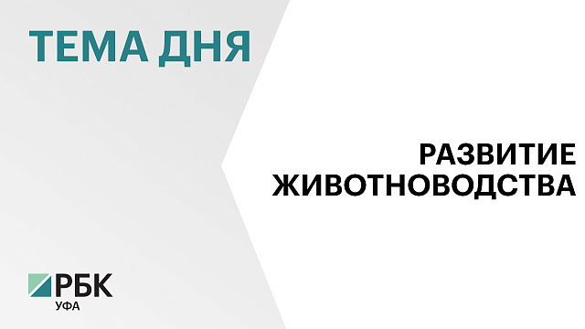 Более 6200 голов племенного рогатого скота на сумму ₽1,3 млрд рублей приобрели в Башкортостане