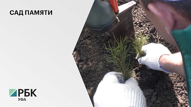 Более 12 тыс. саженцев сосны, ели и ясеня посадили в Чишминском районе в рамках акции «Сад памяти»