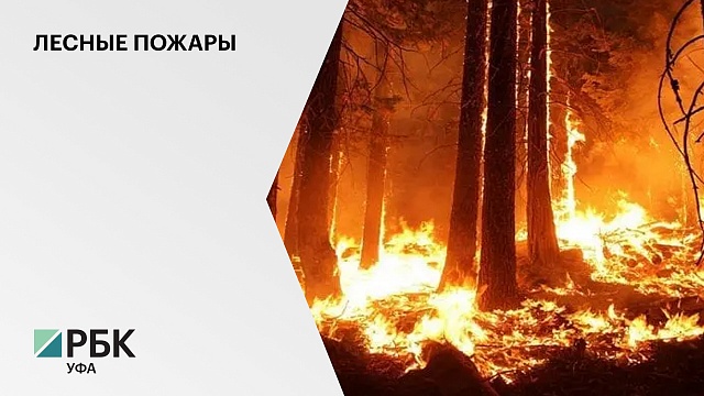 В Башкортостане задержали подозреваемого в поджоге лесной зоны