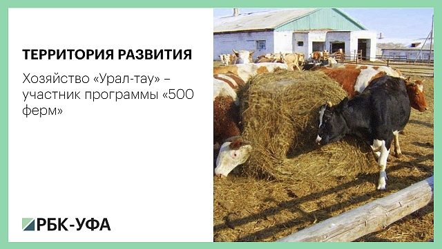 Территория развития. Хозяйство «Урал-тау» – участник программы «500 ферм»