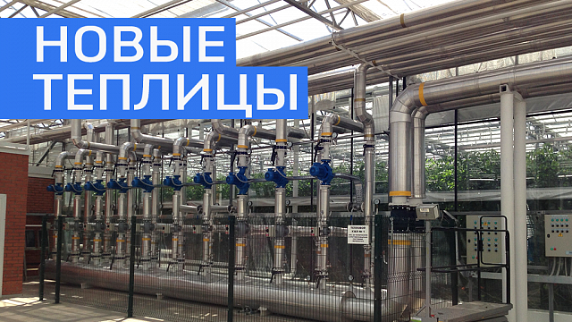 В совхозе «Алексеевский» запустили новую теплицу за 600 млн руб. 