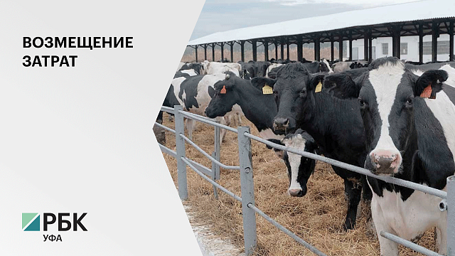 Башкортостан занимает первое место по производству говядины в РФ